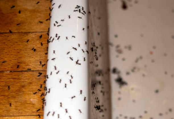 Best Mosquito Control Services  in Fredericksburg, TX